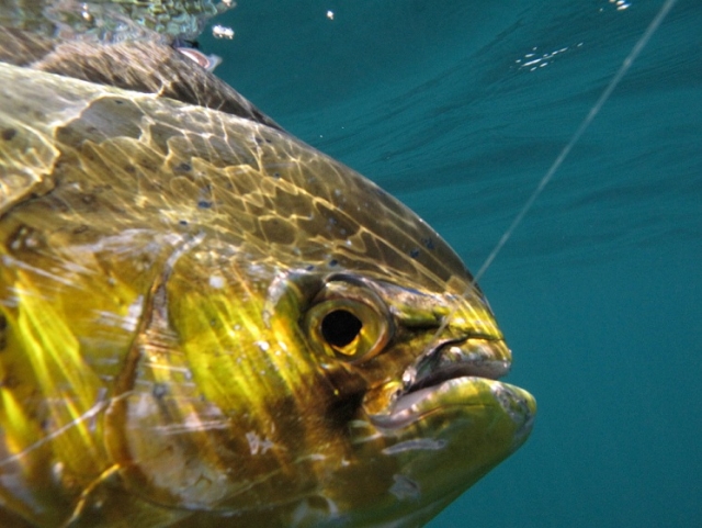  Peixes que mordem 